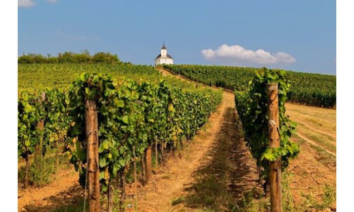 Tokaj a 10 legjobb európai borvidék között